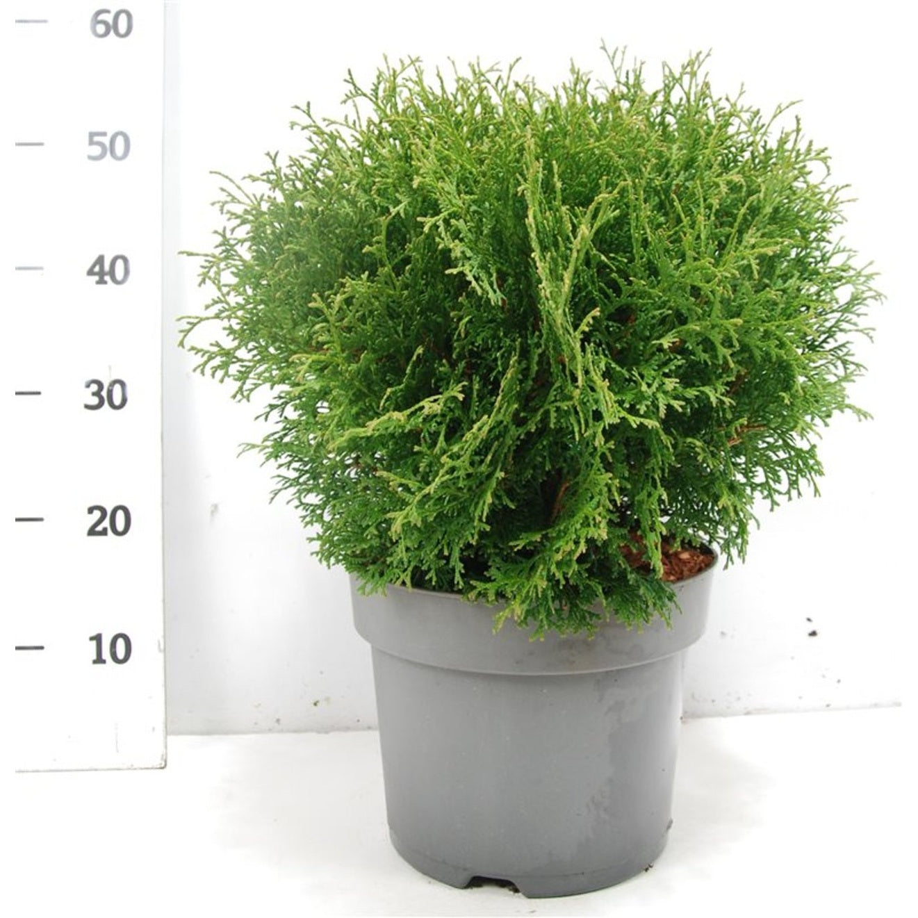 Thuja – Thuja occidentalis 'Tiny Tim' - C7.5 40-50 cm.